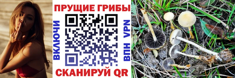 цена   Шебекино  Псилоцибиновые грибы MAGIC MUSHROOMS 